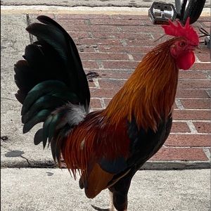 Meet your Posher, Linda